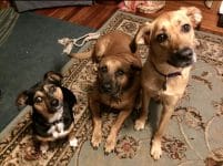 Fern, Zeus, and Millie - my dogs